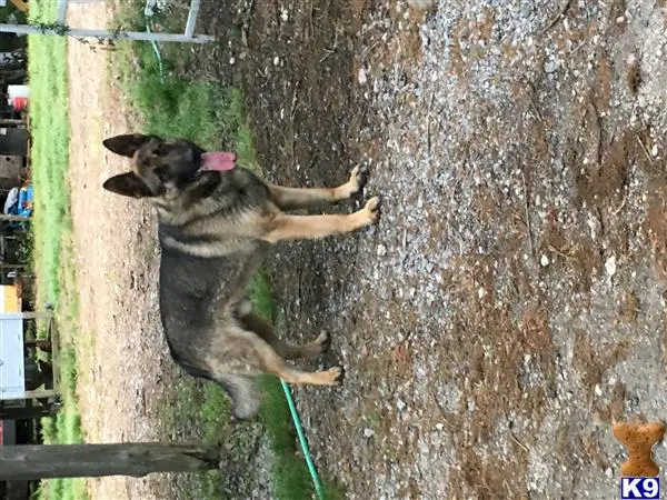 German Shepherd stud dog