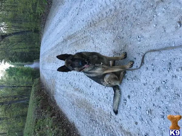 German Shepherd stud dog
