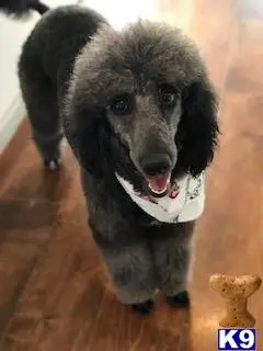 Poodle stud dog