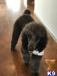 Poodle stud dog