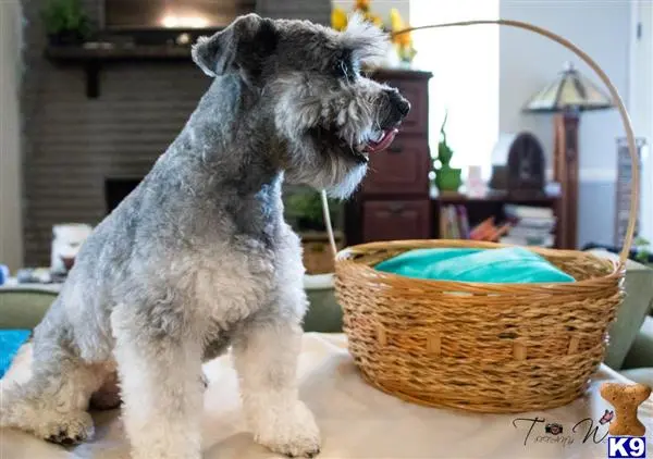 Miniature Schnauzer stud dog