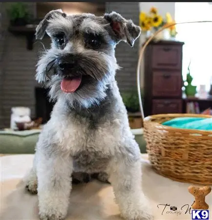 Miniature Schnauzer stud dog