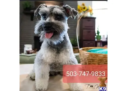 Miniature Schnauzer