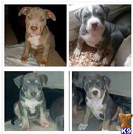 American Pit Bull