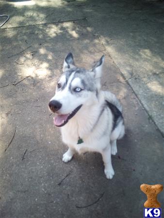 a siberian husky dog sitting on the ground