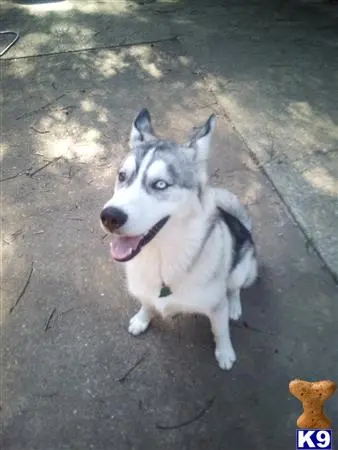 Siberian Husky stud dog