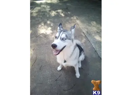 Siberian Husky