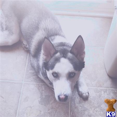 a siberian husky dog lying on the floor