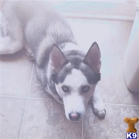 Siberian Husky stud dog