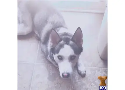 Siberian Husky