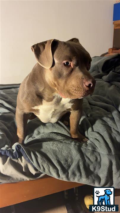 a american bully dog lying on a bed