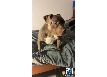 a american bully dog lying on a bed