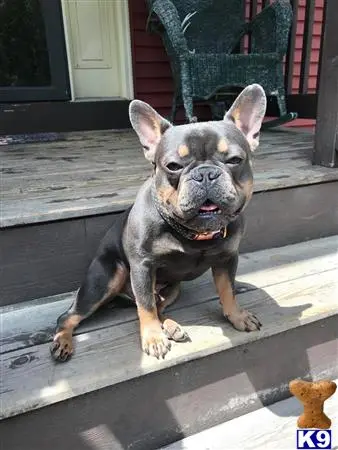 French Bulldog stud dog