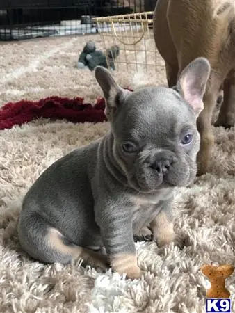 French Bulldog stud dog