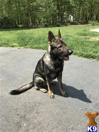 German Shepherd stud dog