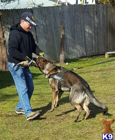 German Shepherd stud dog