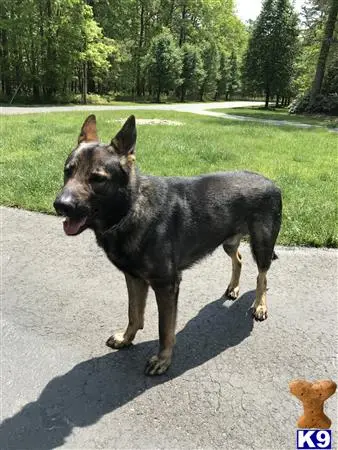 German Shepherd stud dog