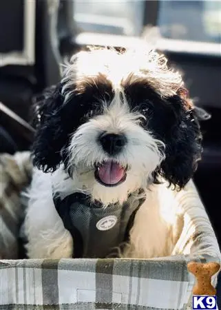 Mixed Breed stud dog