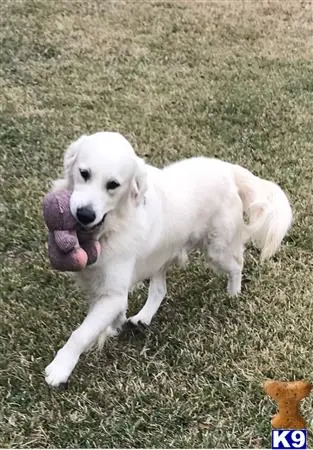 Golden Retriever stud dog