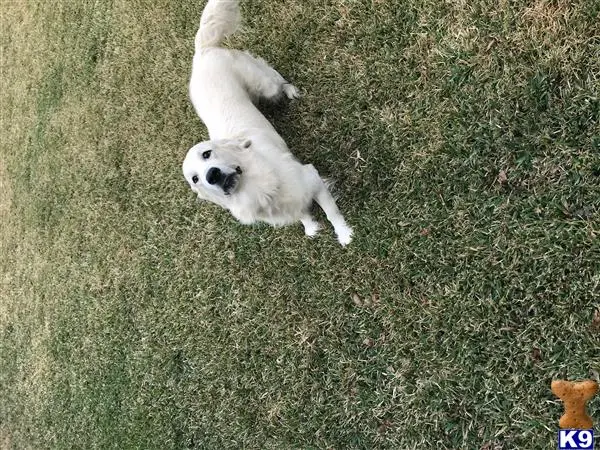 Golden Retriever stud dog