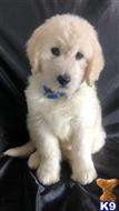goldendoodles puppy posted by mlcdray11