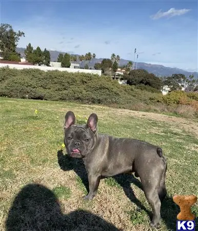 French Bulldog stud dog