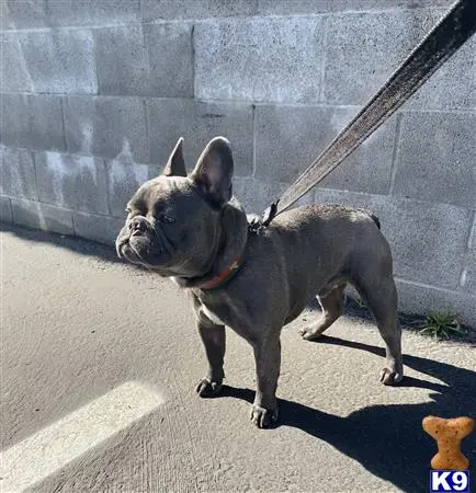 French Bulldog stud dog