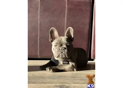 French Bulldog