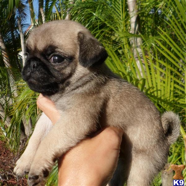 pugs for sale florida pug puppy for sale akc chion bred fawn pug puppy for sale in 6 years pugs for sale florida pug puppy for sale akc chion bred fawn pug puppy for sale in 6 years