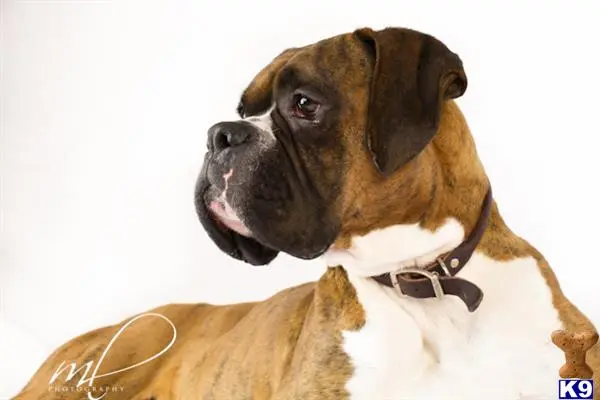 Boxer stud dog