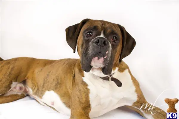 Boxer stud dog