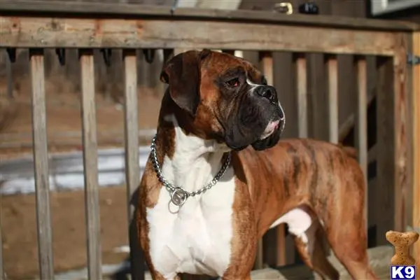 Boxer stud dog