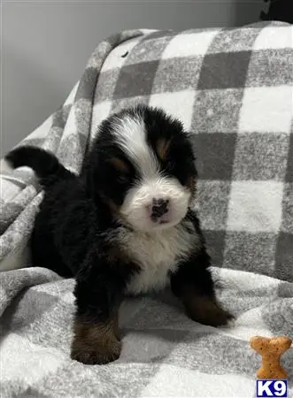 Bernese Mountain Dog puppy for sale