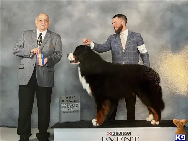 Bernese Mountain Dog