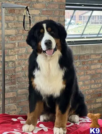 Bernese Mountain Dog stud dog