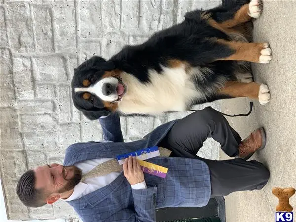 Bernese Mountain Dog stud dog