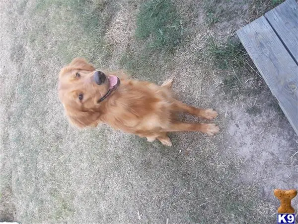 Golden Retriever stud dog