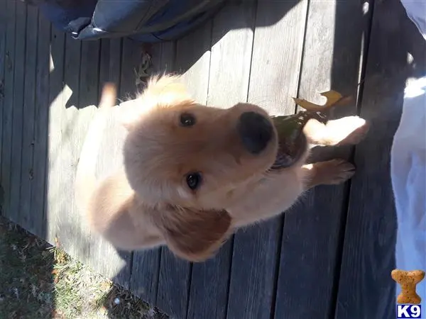 Golden Retriever stud dog