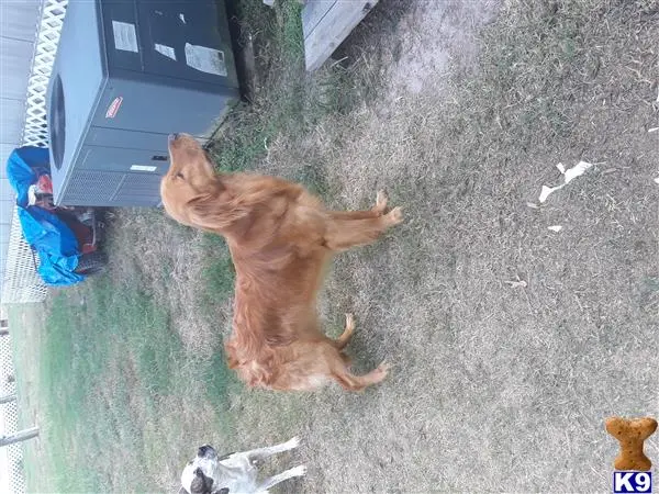 Golden Retriever stud dog