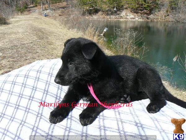 german shepherd puppy posted by mlwgermanshepherd