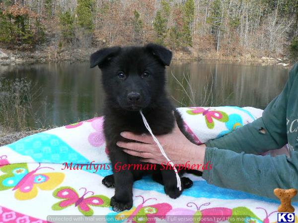 german shepherd puppy posted by mlwgermanshepherd