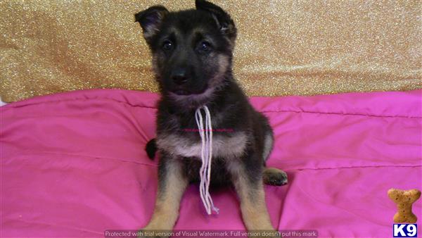 german shepherd puppy posted by mlwgermanshepherd