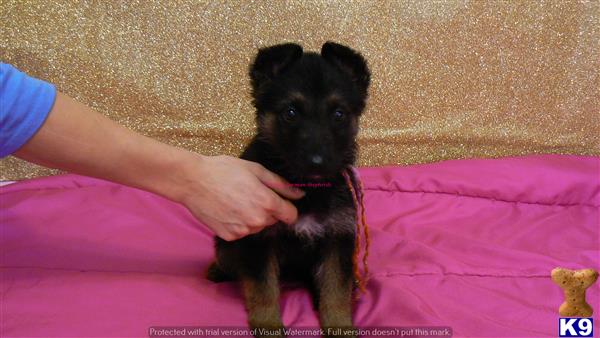 german shepherd puppy posted by mlwgermanshepherd