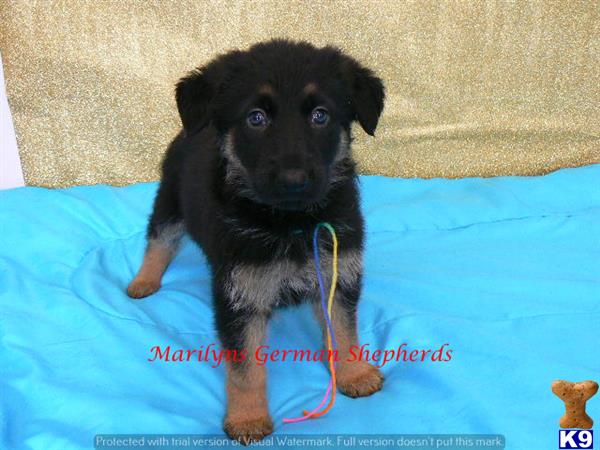 german shepherd puppy posted by mlwgermanshepherd