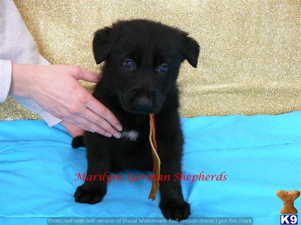 german shepherd puppy posted by mlwgermanshepherd