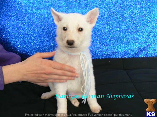 german shepherd puppy posted by mlwgermanshepherd