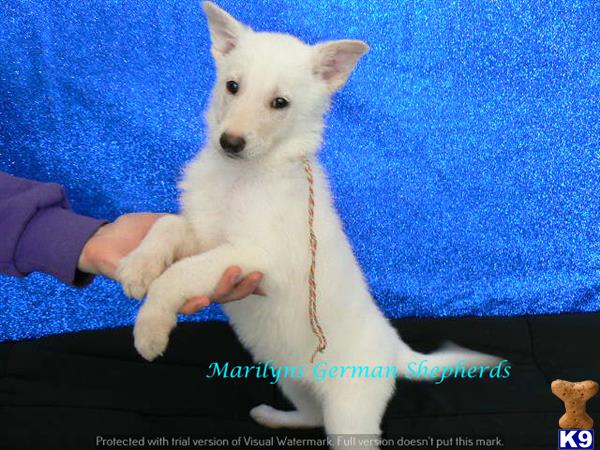 german shepherd puppy posted by mlwgermanshepherd