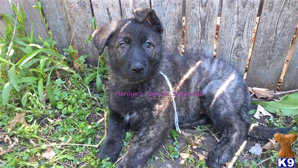 brindle german shepherd puppy for sale