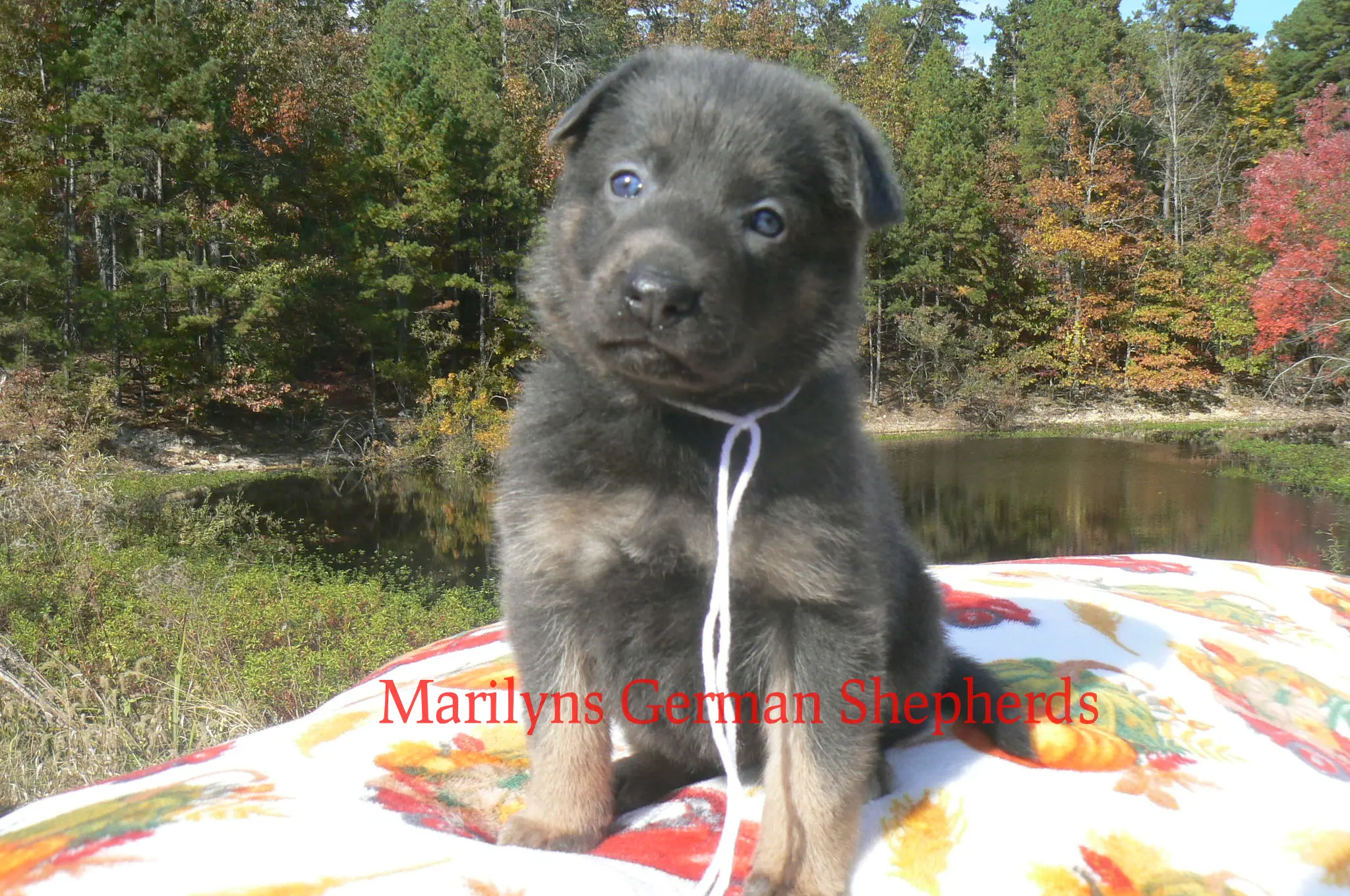 German Shepherd puppy