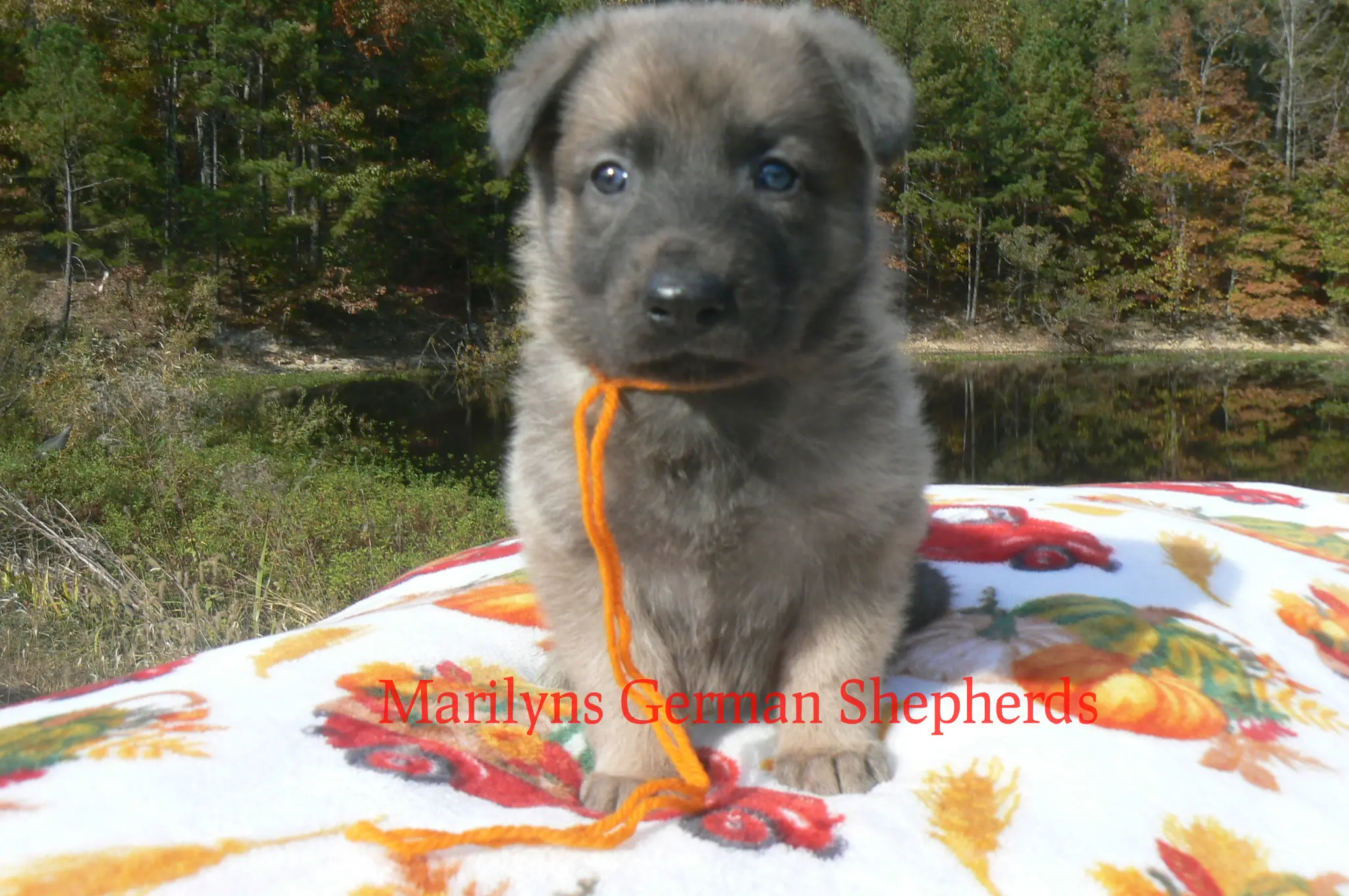 German Shepherd puppy